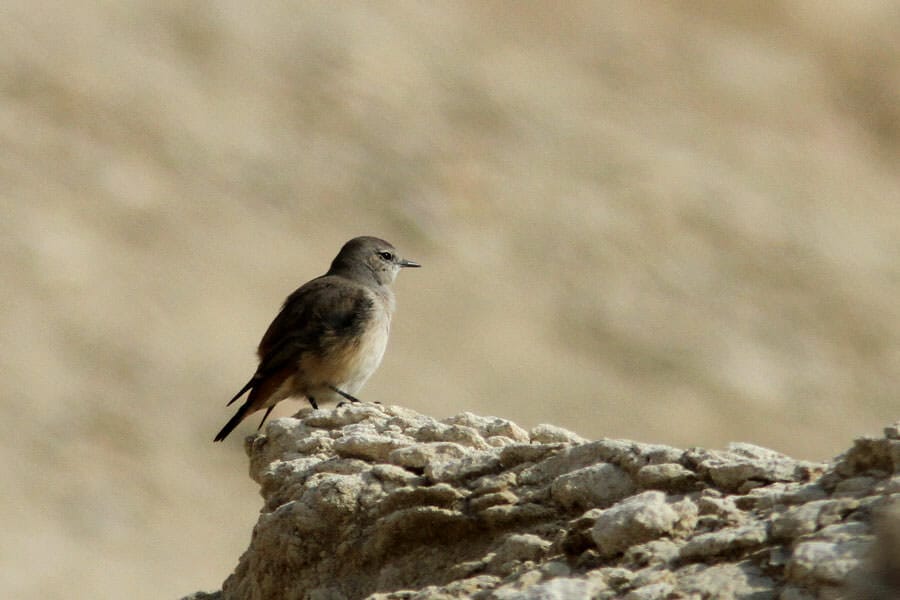 Red-tailed Wheatear Oenanthe chrysopygia perching on a rock