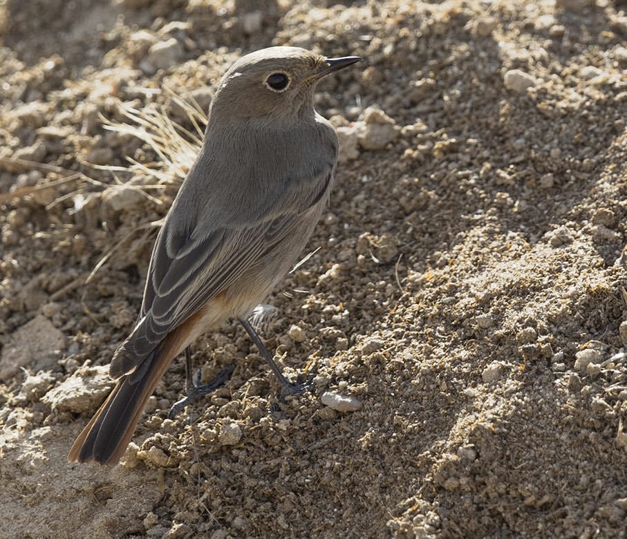 Western Black Redstart Phoenicurus ochruros 