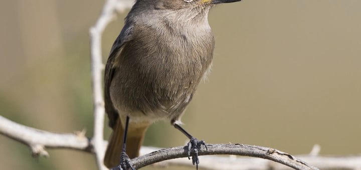 Western Black Redstart perching on a branch