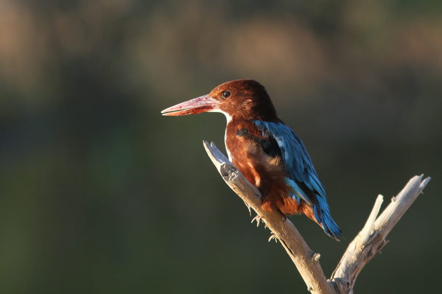 White-throated Kingfisher Halcyon smyrnensis perching on a branch