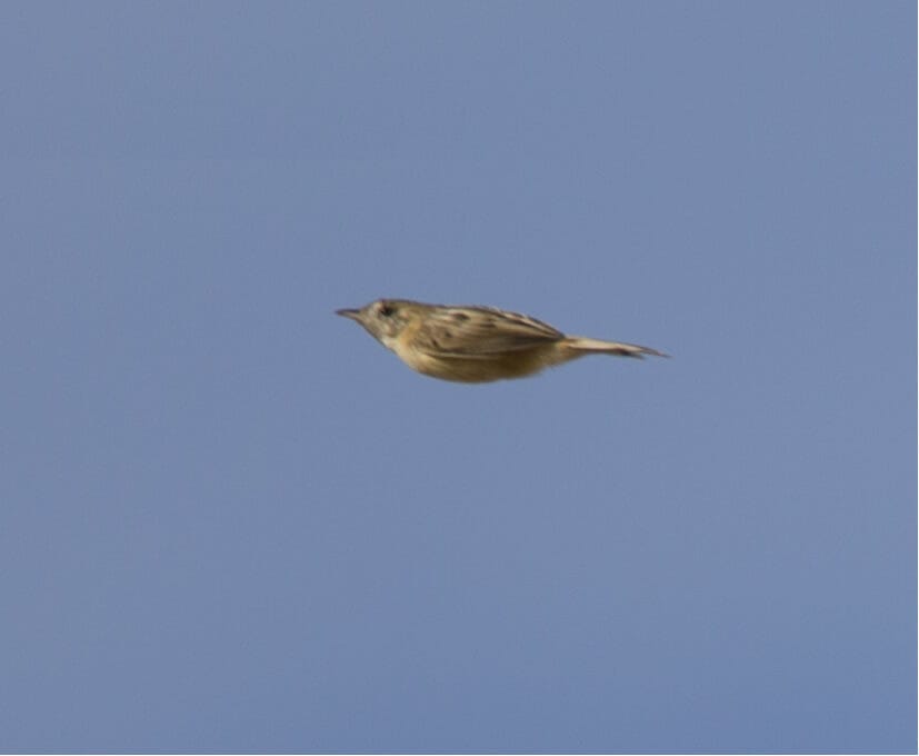 Zitting Cisticola Cisticola juncidis 