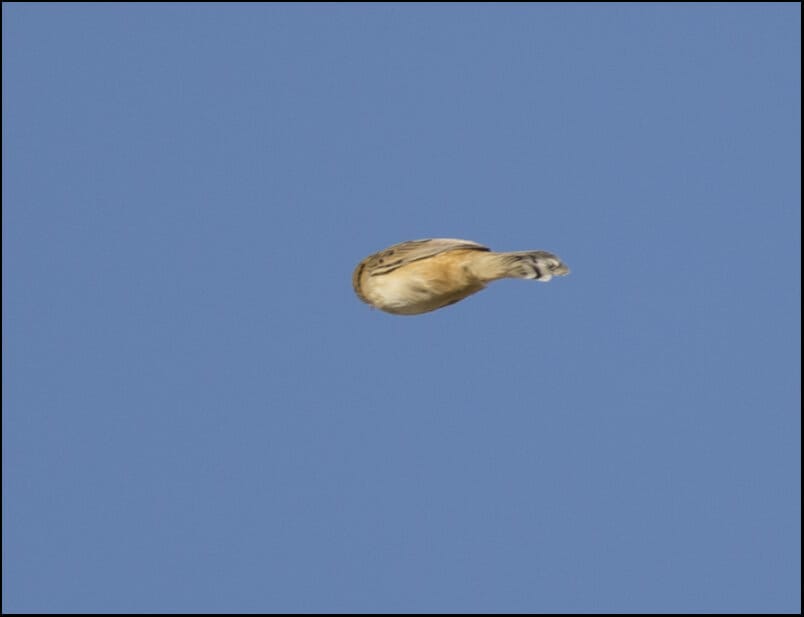 Zitting_Cisticola_SIR5243