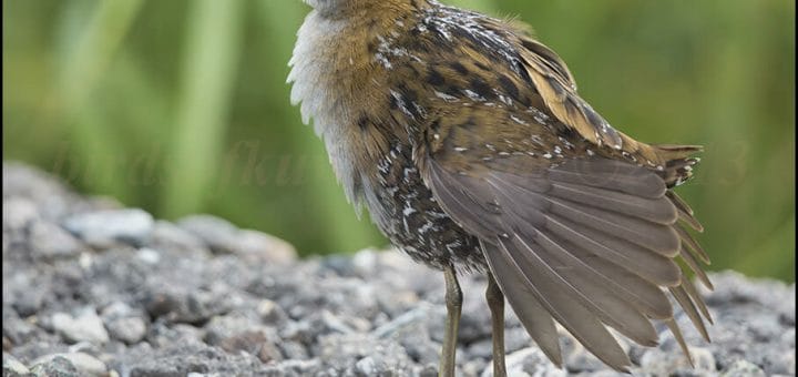 Baillon's Crake perching on ground
