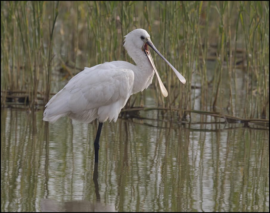 Eurasian Spoonbill Platalea leucorodia 