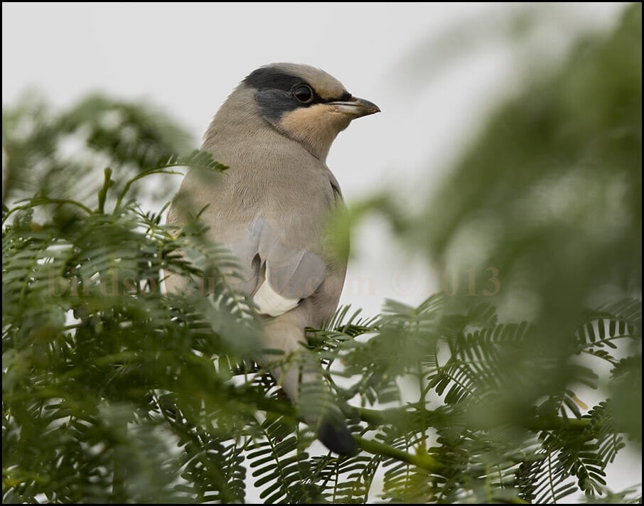 Hypocolius Hypocolius ampelinus 