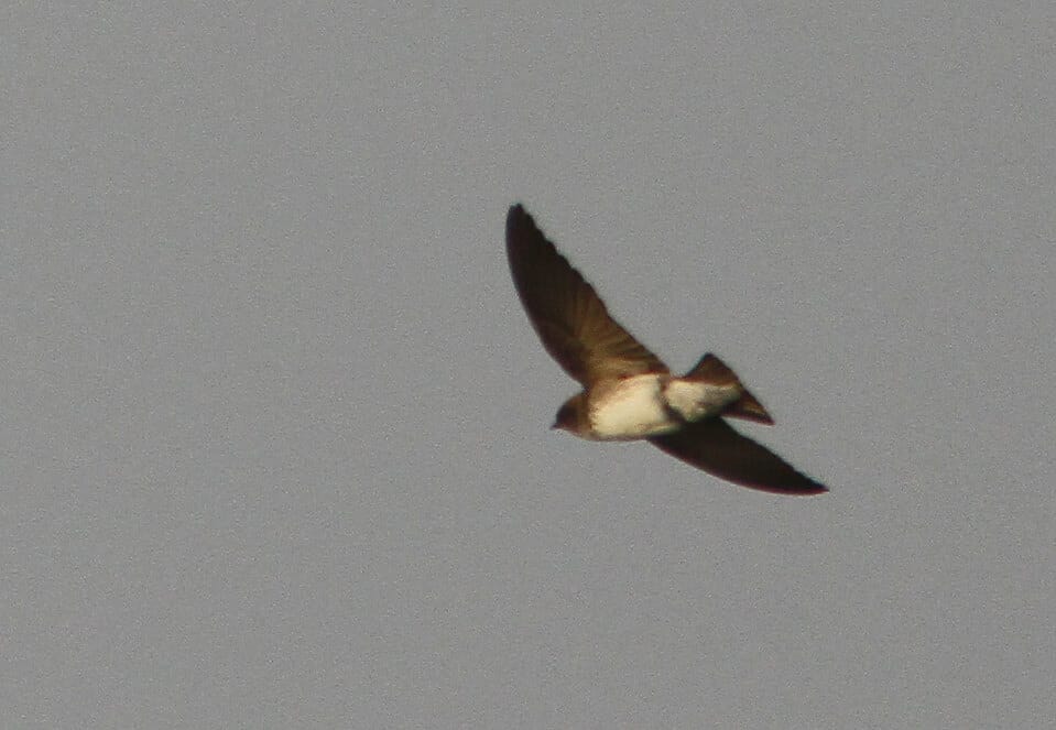 Streak-throated Swallow in flight