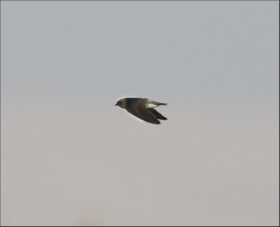 Streak-throated Swallow Petrochelidon fluvicola