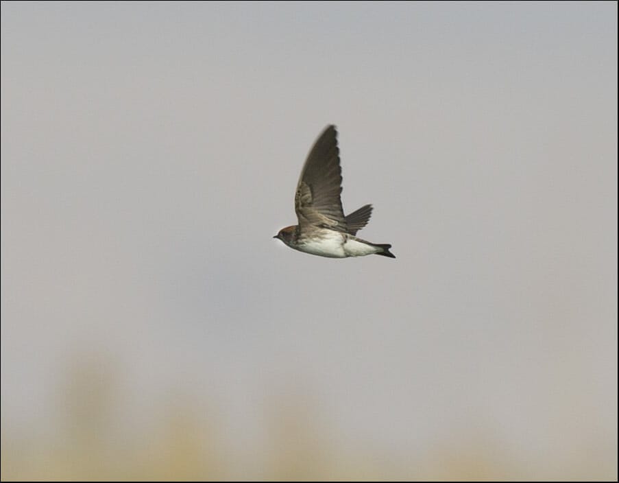 Streak-throated Swallow Petrochelidon fluvicola