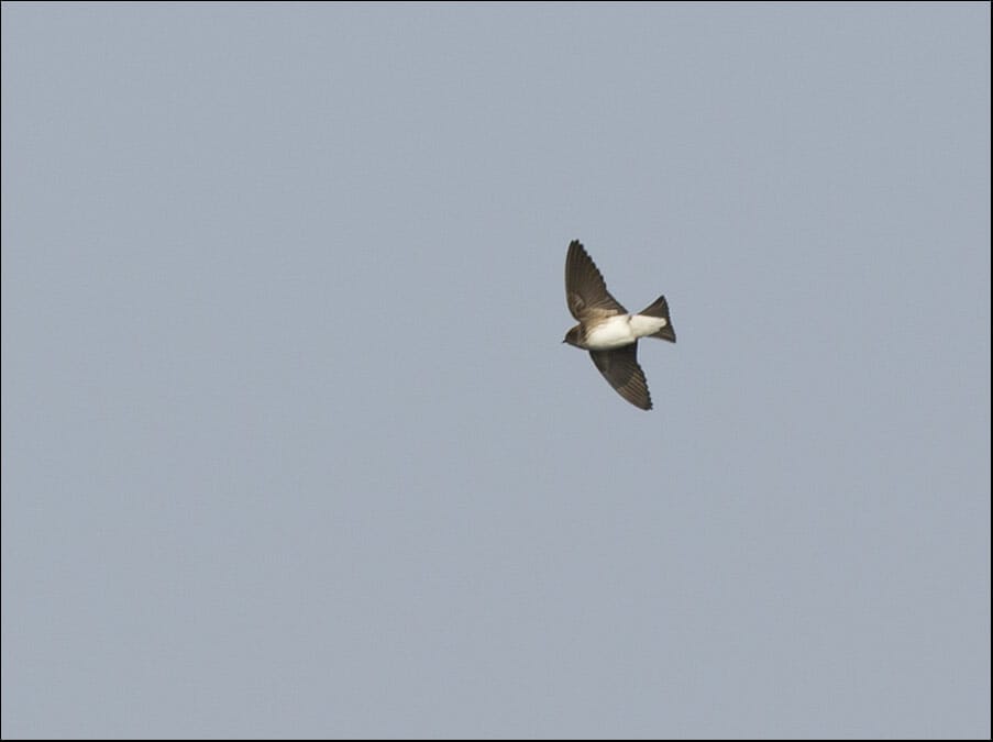 Streak-throated Swallow Petrochelidon fluvicola