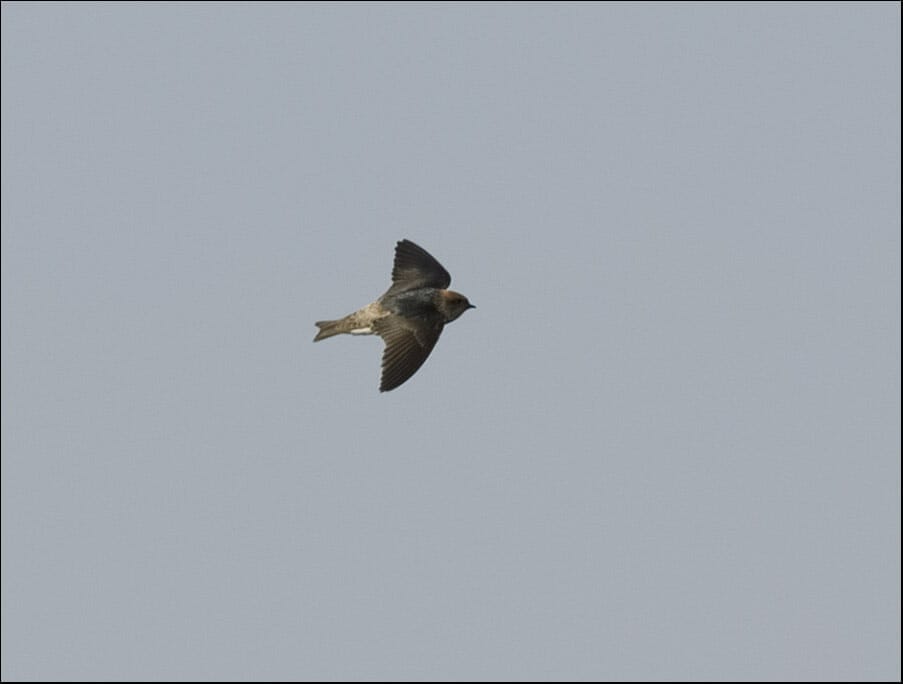 Streak-throated Swallow Petrochelidon fluvicola