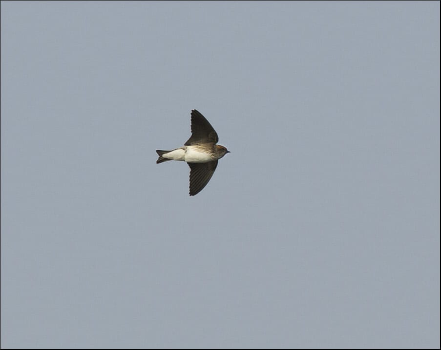 Streak-throated Swallow Petrochelidon fluvicola