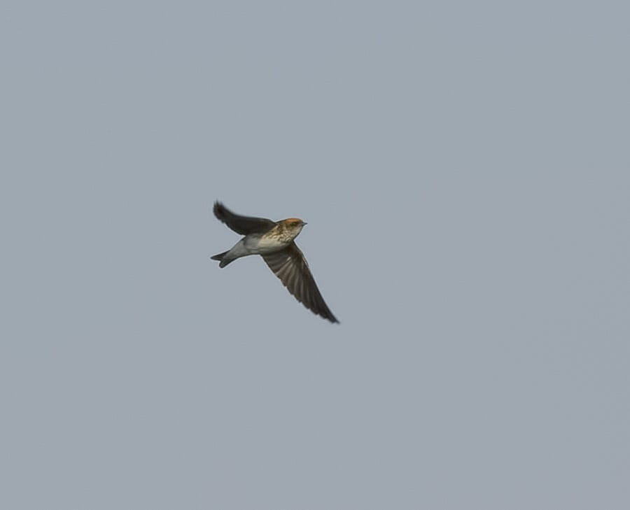 Streak-throated Swallow in flight