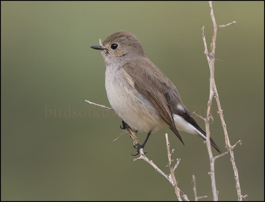 Taiga Flycatcher Ficedula albicilla