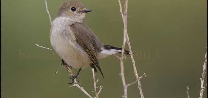 Taiga Flycatcher perched on a tree branch