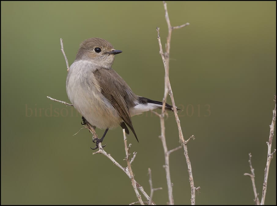 Taiga Flycatcher Ficedula albicilla