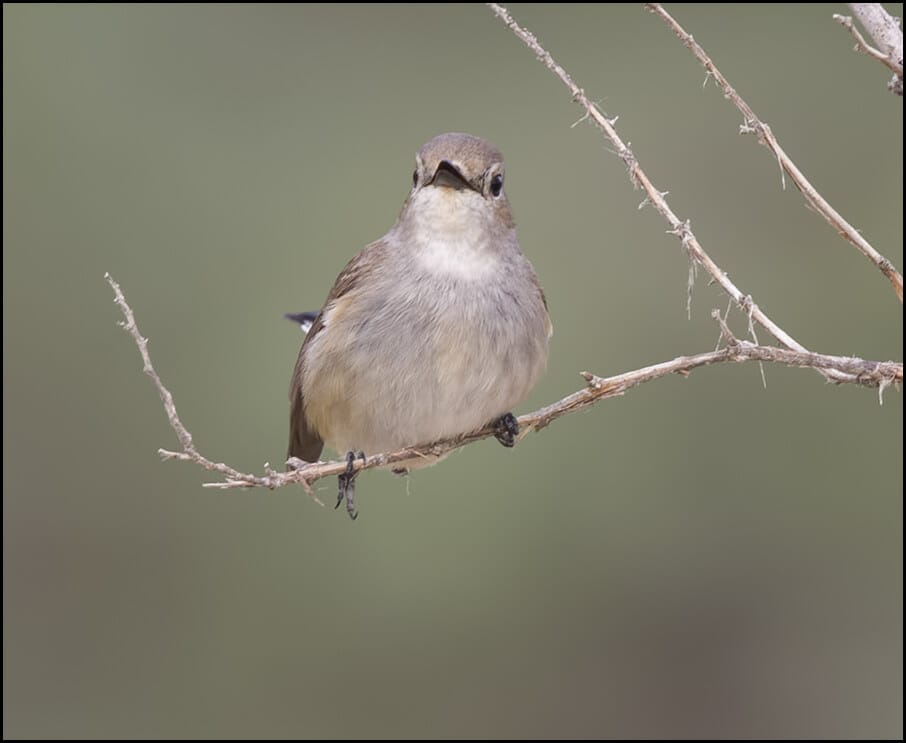 Taiga Flycatcher Ficedula albicilla