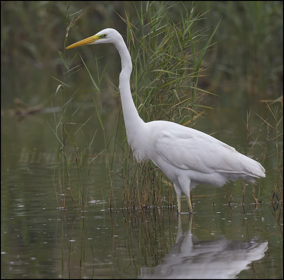 Western Great Egret Ardea alba 