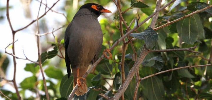Bank Myna perched on a tree branch