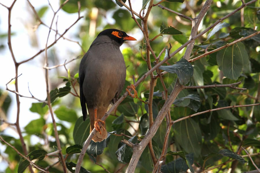 Bank Myna perched on a tree branch