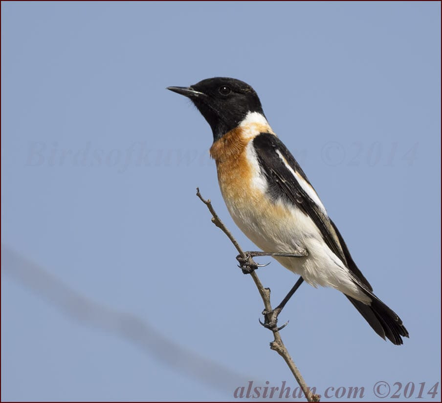 Byzantine Stonechat Saxicola (maurus) variegatus