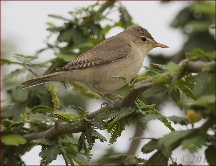 Eastern Olivaceous Warbler Iduna pallida 