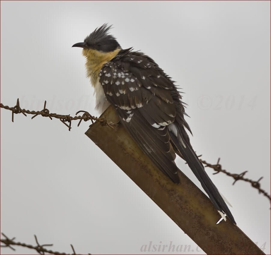 Great Spotted Cuckoo Clamator glandarius 