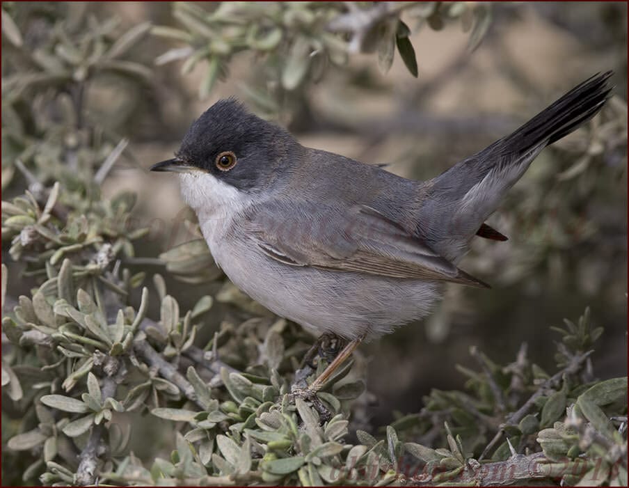 Ménétries's Warbler Sylvia mystacea 