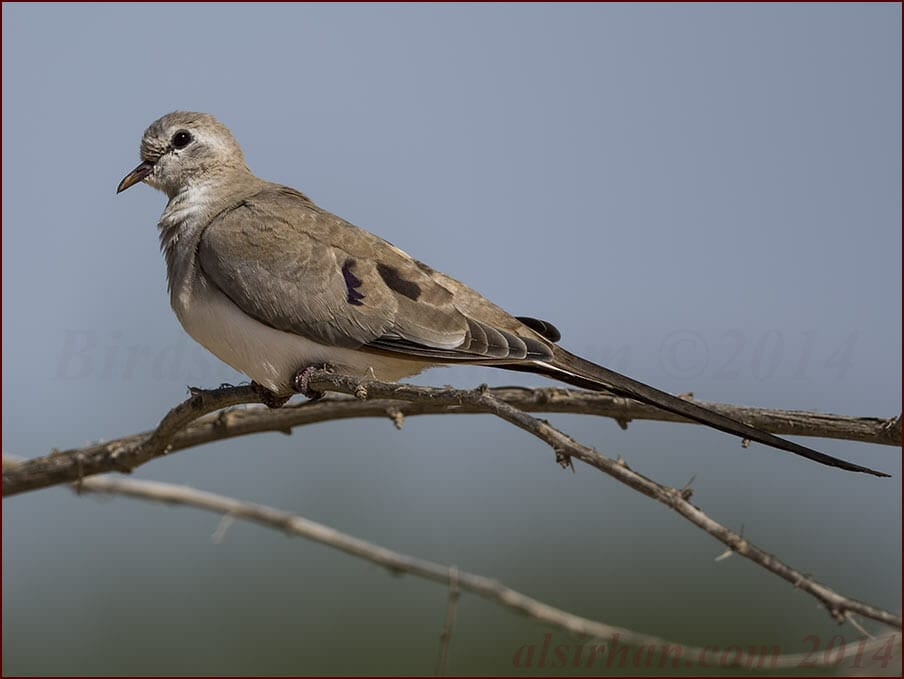 Namaqua Dove Oena capensis 