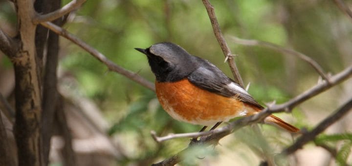 Ehrenberg's Redstart perched on a tree branch