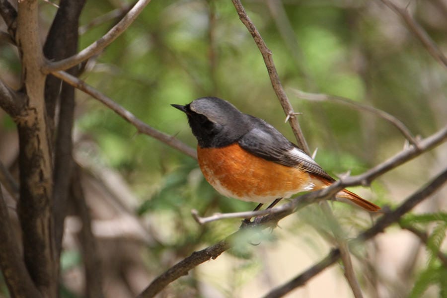 Ehrenberg's Redstart perched on a tree branch