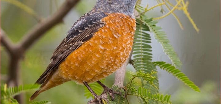 Common Rock Thrush perched on a tree branch