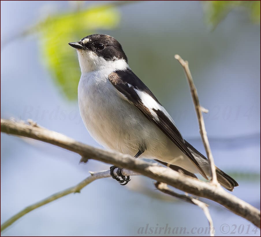 Semi-collared Flycatcher perching on a branch