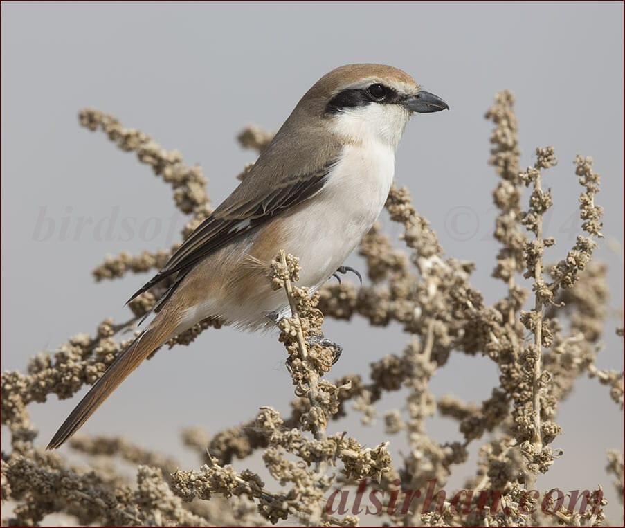 Red-tailed Shrike perched on a tree branch