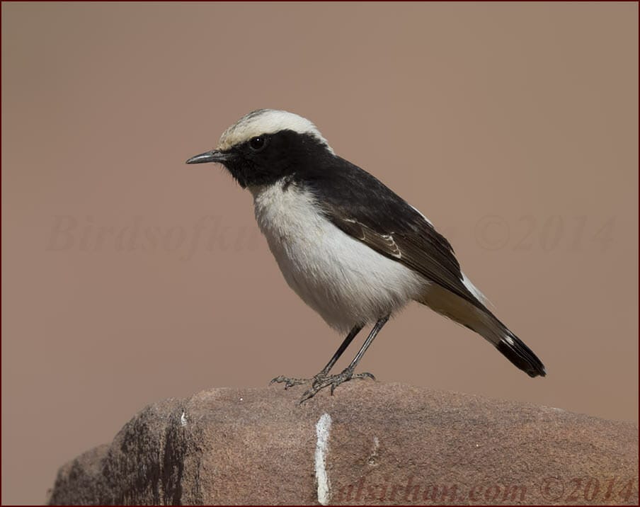 Eastern Mourning Wheatear Oenanthe lugens 
