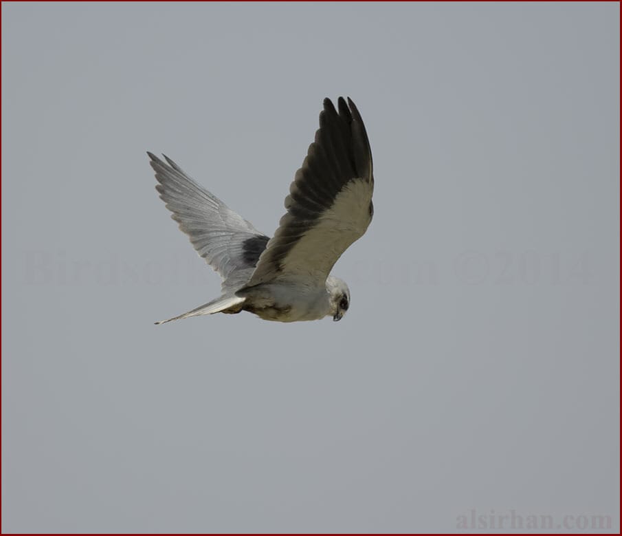 Black-winged Kite Elanus caeruleus vociferous