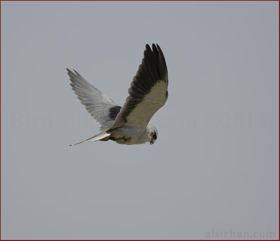 Black-winged Kite Elanus caeruleus  vociferous