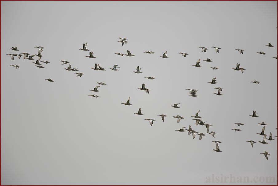 Garganey Anas querquedula 