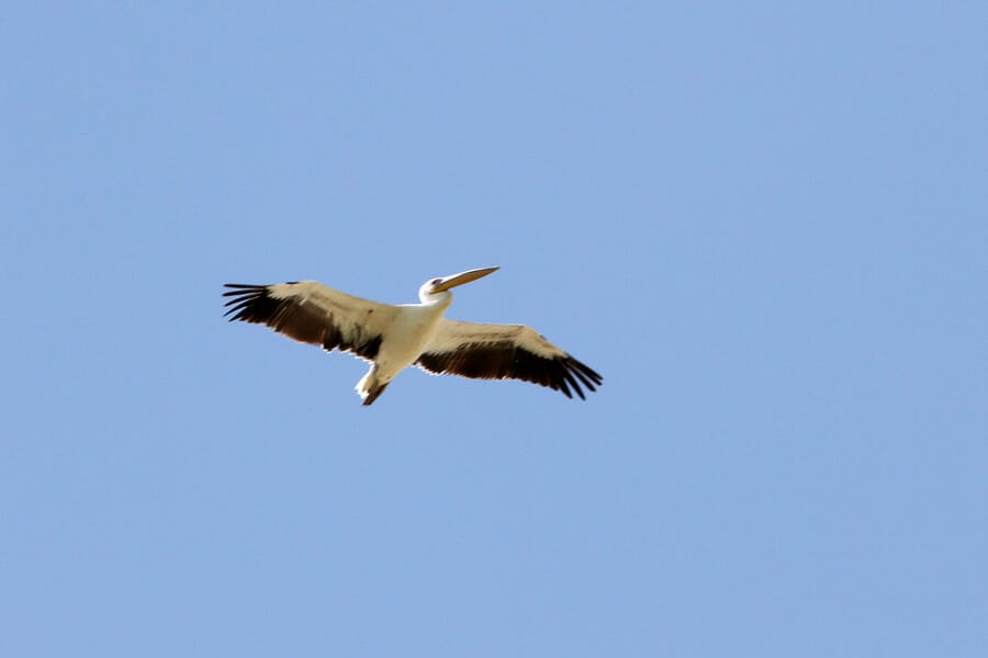 Great White Pelican in flight