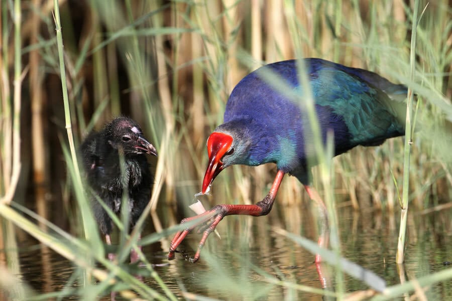 Grey-headed Swamphen feeding its chick