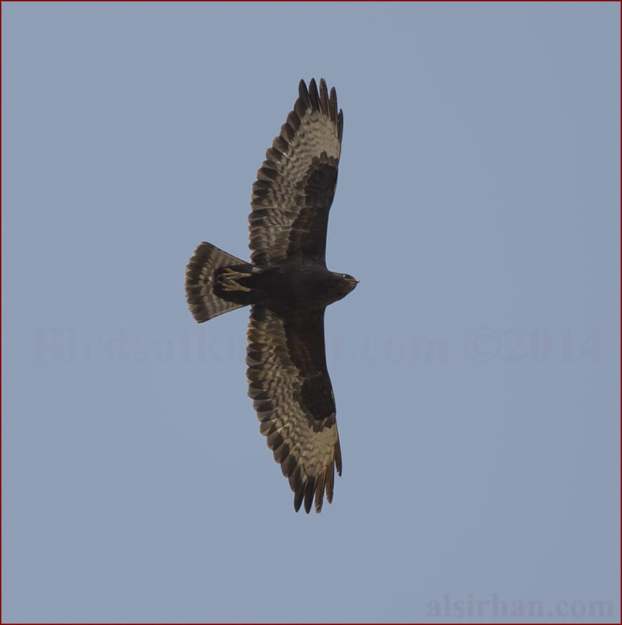 Long-legged Buzzard Buteo rufinus 