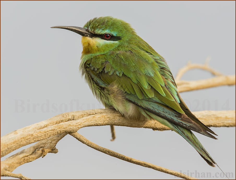 Blue-cheeked Bee-eater Merops persicus 