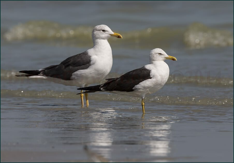 Heuglins and Baltic Gulls