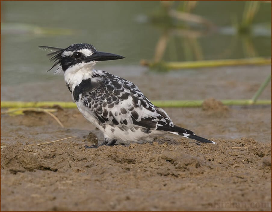 Pied Kingfisher Ceryle rudis 