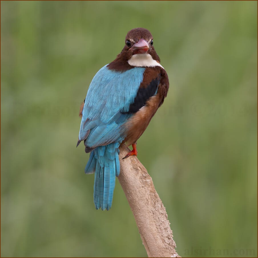 White-throated Kingfisher Halcyon smyrnensis 