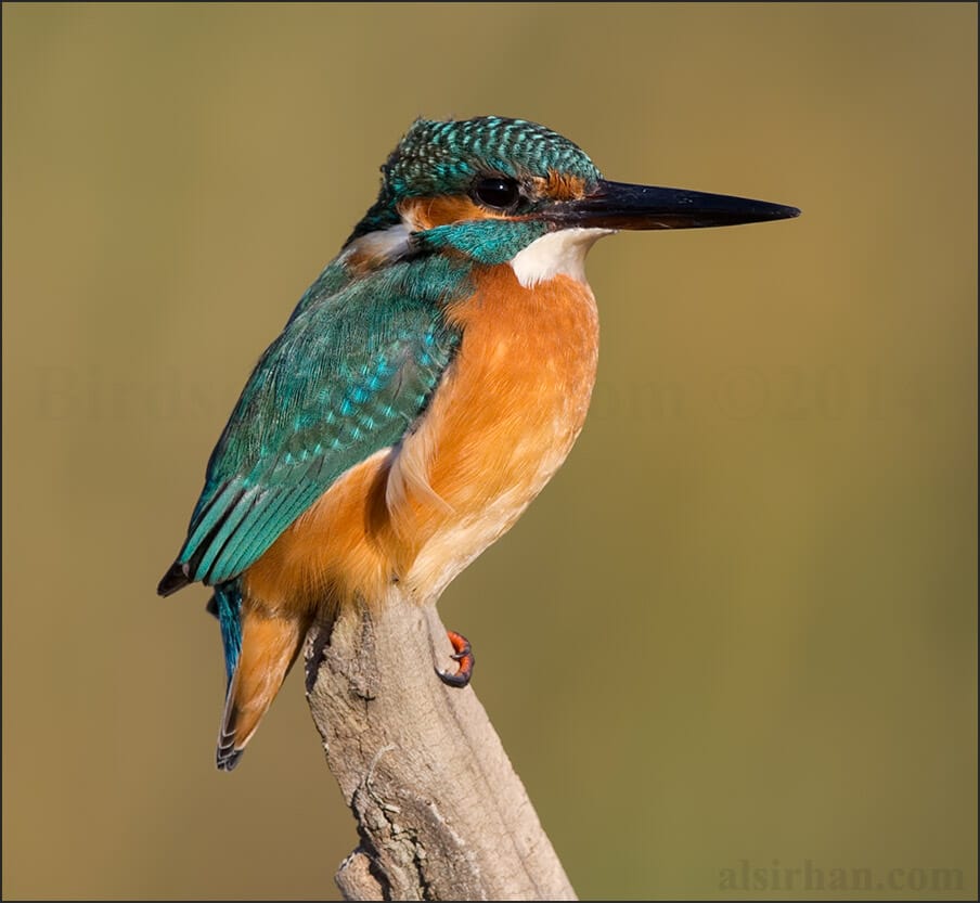 Common Kingfisher Alcedo atthis 