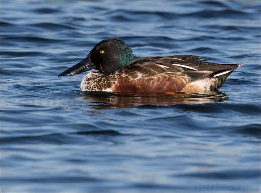 Northern Shoveler swimming