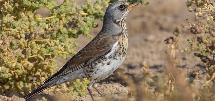 Fieldfare standing on the ground