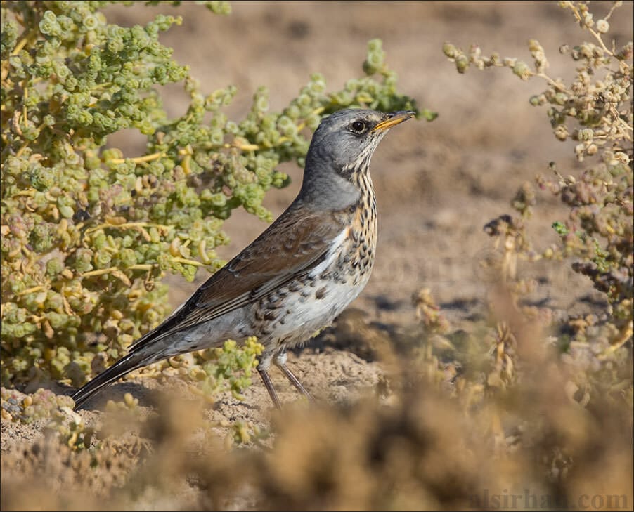 Fieldfare standing on the ground