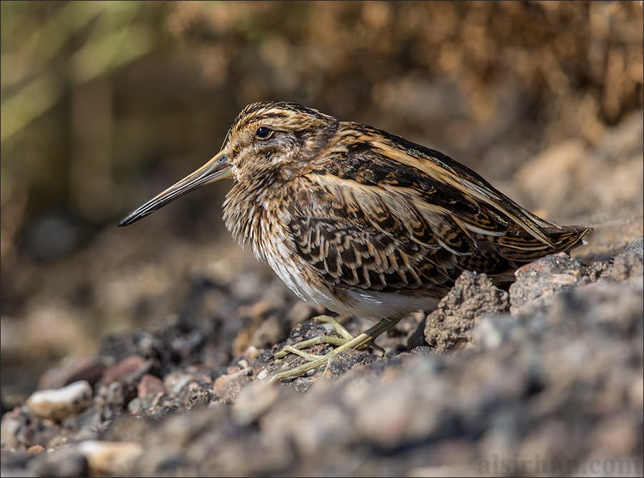 Jack Snipe Lymnocryptes minimus 