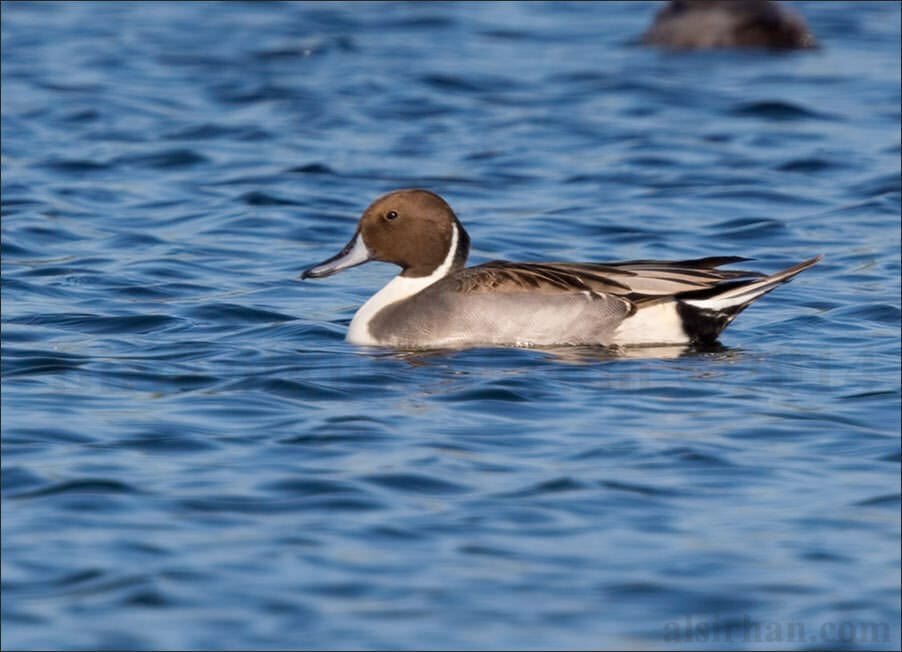 Northern Pintail Anas acuta